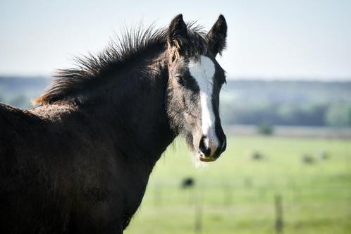Poulain Irish Cob, Dieren en Toebehoren, Paarden, Hengst, M, 0 tot 2 jaar, Met stamboom, Gechipt, Ontwormd, Ingeënt