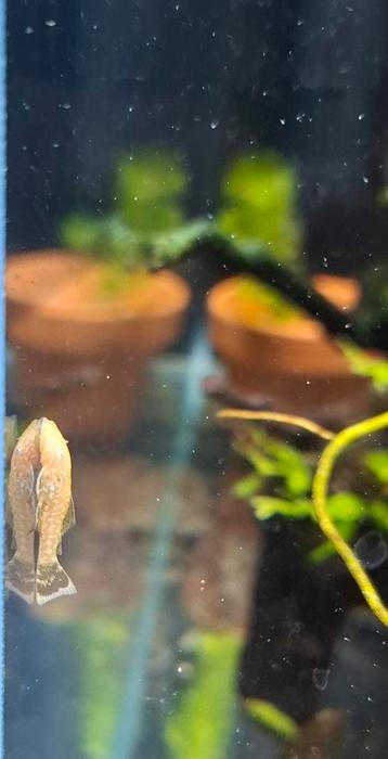 Baby albino borstelneus pleco beschikbaar voor biedingen