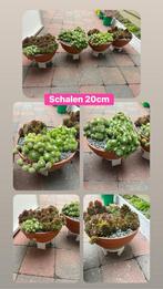 schalen met Sempervivum, Ophalen