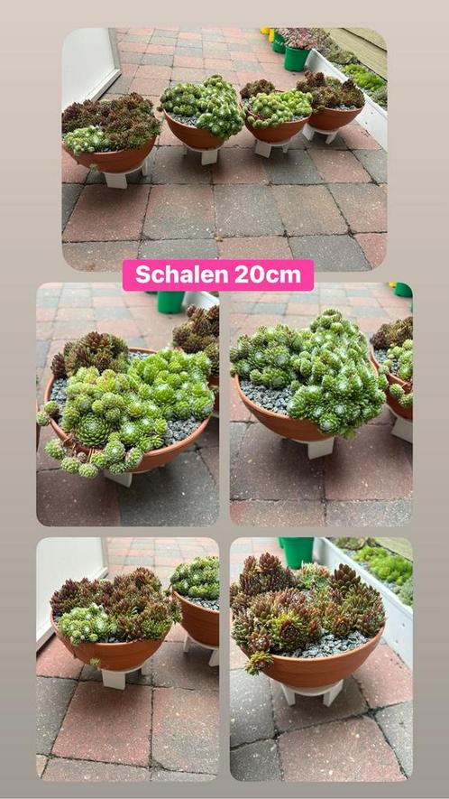 schalen met Sempervivum, Tuin en Terras, Bloempotten, Ophalen