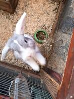 Hangoor x minilop, Animaux & Accessoires, Lapins, Oreilles tombantes