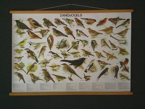 Mooie schoolplaat poster met Zangvogels., Diversen, Overige Diversen, Zo goed als nieuw, Ophalen of Verzenden