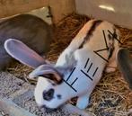 Lapine, Dieren en Toebehoren, Knaagdieren en Konijnen | Toebehoren