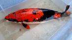 Koi Goshiki  > 66 cm, Dieren en Toebehoren, Vissen | Vijvervissen
