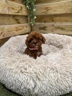 Prachtige cavapoo pups (cavalier x dwergpoedel), Parvo, België, 8 tot 15 weken, Meerdere