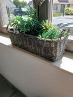 Rotan mand + plantjes, Ophalen, Zo goed als nieuw