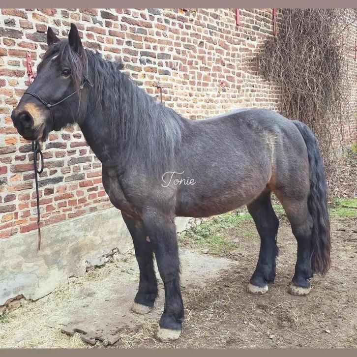 Noriker Toni, Dieren en Toebehoren, Paarden, Ruin, 160 tot 165 cm, 7 tot 10 jaar, Recreatiepaard, Met stamboom, Gechipt, Ontwormd
