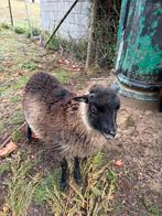 Baby lam soay ouessantschaap - dwergschaap, Vrouwelijk, Schaap, 0 tot 2 jaar