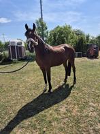 Allround recreatie paard, Merrie
