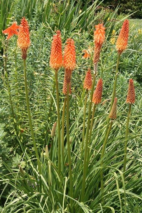 Vuurpijl, Tuin en Terras, Bloembollen en Zaden, Ophalen