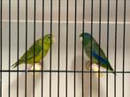 Oogringforpus koppel bont, Meerdere dieren, Parkiet, Geringd
