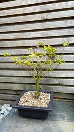 Bonsai starter Acer little princes, Tuin en Terras, Planten | Bomen, Ophalen