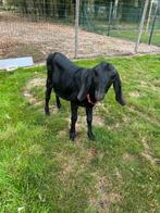 Nubische bok 6 maanden hand tam, Mannelijk, Geit, 0 tot 2 jaar