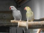 kweekrijpe halsbandparkieten, Dieren en Toebehoren, Vogels | Parkieten en Papegaaien, Meerdere dieren, Parkiet, Geringd