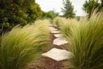 Stipa 'Ponytails' of Vedergras, Ophalen, Vaste plant, Siergrassen