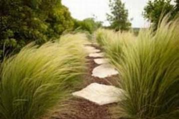 Stipa 'Ponytails' of Vedergras beschikbaar voor biedingen