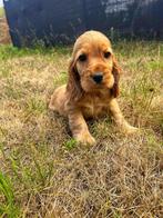 Uniek mooie Engelse cocker pups bij ons geboren, België, CDV (hondenziekte), 8 tot 15 weken, Meerdere