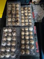 œufs fécondé cailles jumbo, Dieren en Toebehoren, Ophalen