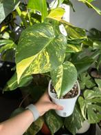 Monstera Aurea Yellow Marilyn - large form, Ophalen of Verzenden