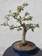 Bonsai Carpinus in geglazuurde bonsai pot., Verzenden
