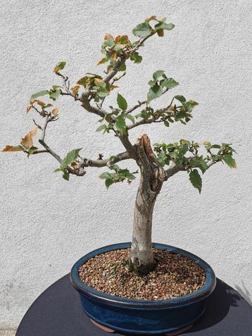 Bonsai Carpinus in geglazuurde bonsai pot.  beschikbaar voor biedingen