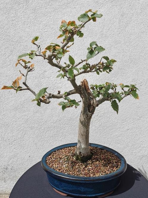 Bonsai Carpinus in geglazuurde bonsai pot., Tuin en Terras, Planten | Bomen, Verzenden