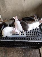 vleeskonijnen, Animaux & Accessoires, Lapins