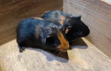Cavia beertjes beschikbaar voor biedingen