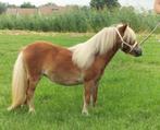 mini shetland pony (Jaarling), Dieren en Toebehoren, Merrie, Niet van toepassing, 0 tot 2 jaar, A pony (tot 1.17m)