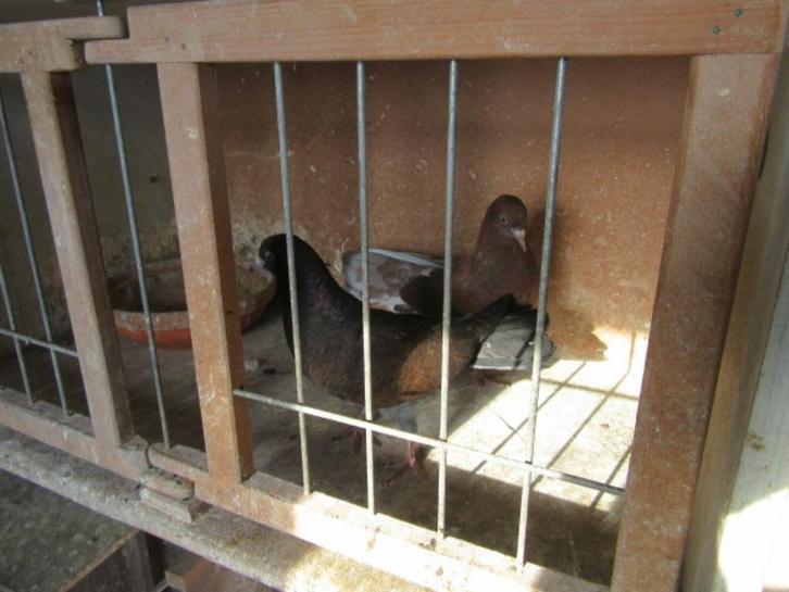 Sierduiven, Dieren en Toebehoren, Vogels | Duiven