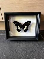 Papillon en peluche dans un cadre, Collections, Collections Animaux, Comme neuf, Enlèvement