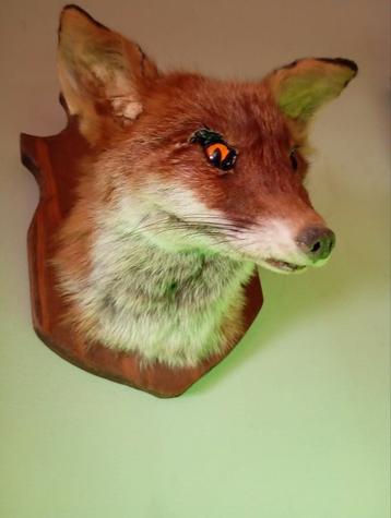 Taxidermie opgezette vossen kop beschikbaar voor biedingen