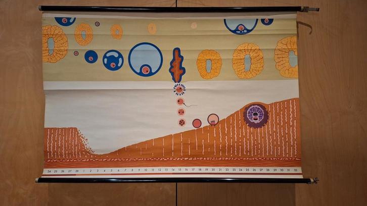 Vintage schoolplaat biologie, Antiek en Kunst, Antiek | Schoolplaten, Natuur en Biologie, Ophalen