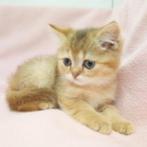Britse Korthaar (Chinchilla Gold/Tabby) - kittens te koop, Gechipt, 0 tot 2 jaar, Poes