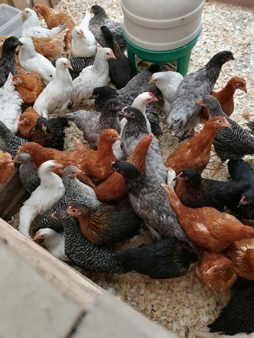 jonge hennen in 7 verschillende kleuren 3 maand en 5 maand beschikbaar voor biedingen