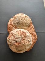 Paire d'œufs d'Hadrosaurus, Enlèvement ou Envoi