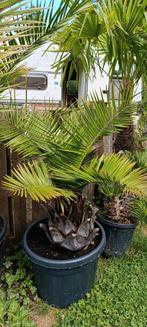 Jubaea chilensis palmboom, Ophalen