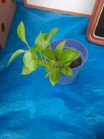 2 plants de mandarine, Maison & Meubles, Plantes d'intérieur, Autres espèces, En pot, Moins de 100 cm, Plein soleil