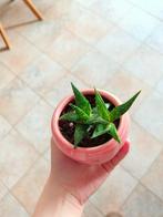 Aloe jucunda, Maison & Meubles, Plantes d'intérieur, Plante verte, Plein soleil, Enlèvement, Plante succulente