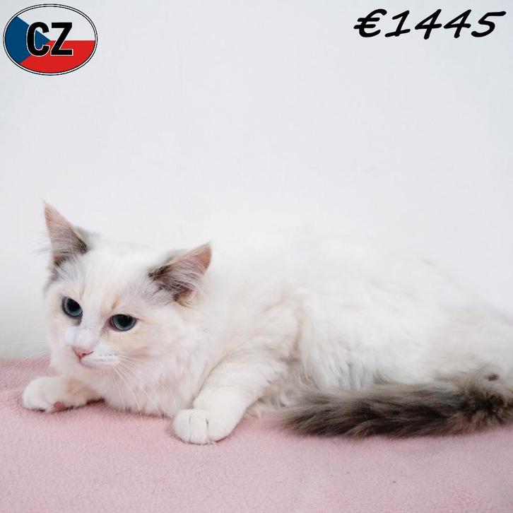 Ragdoll, kattinnetje te koop, Dieren en Toebehoren, Katten en Kittens | Raskatten | Langhaar, Poes, 0 tot 2 jaar, Gechipt, Ontwormd