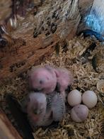Parkieten babies voor handopfok, Dieren en Toebehoren, Geslacht onbekend, Parkiet, Pratend