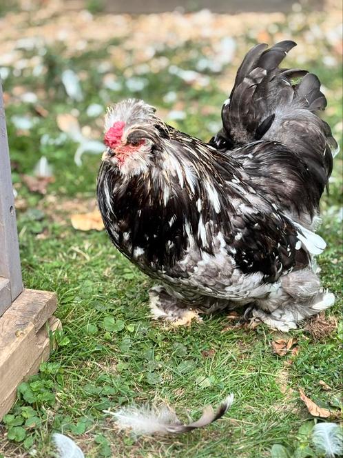 USA Zijdehoen haan gladveer, Dieren en Toebehoren, Pluimvee