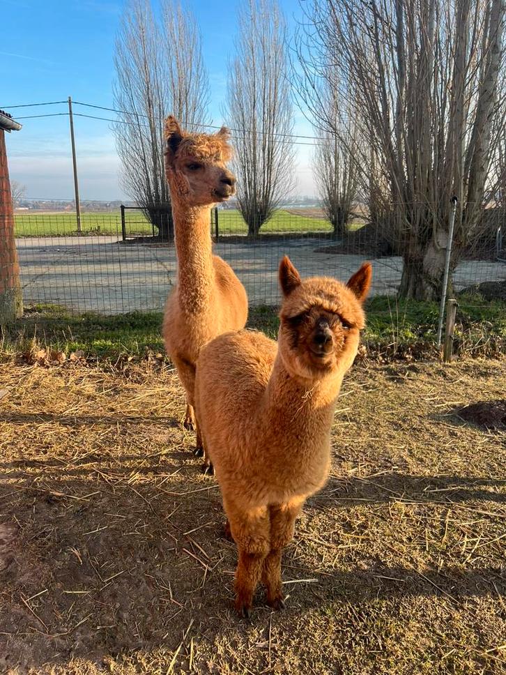 Drachtige alpaca merrie met zoon, Dieren en Toebehoren, Overige Dieren, Vrouwelijk, Juli