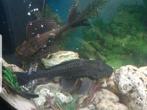 Grote plecos 40 cm, Dieren en Toebehoren