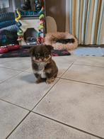 Langhaar bruin reutje, België, CDV (hondenziekte), 8 tot 15 weken, Meerdere