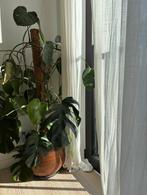 Grote Monstera Deliciosa (Gatenplant) + Mospaal + Sierpot, Ophalen