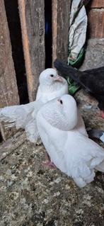 Duiven te koop, Dieren en Toebehoren, Vogels | Duiven