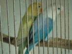 dwergpapegaai, Meerdere dieren, Dwergpapegaai of Agapornis, Geringd