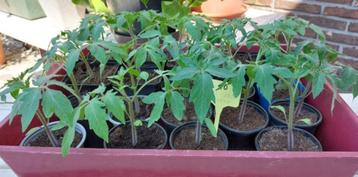 Tomatenplanten Pyros F1 en Coeur de Boeuf., Enlèvement