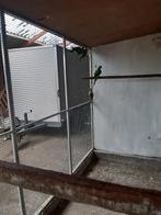 Alrxanders kans split lutino, Dieren en Toebehoren